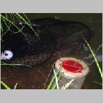 Majdalena 25.6.2008 -43.JPG